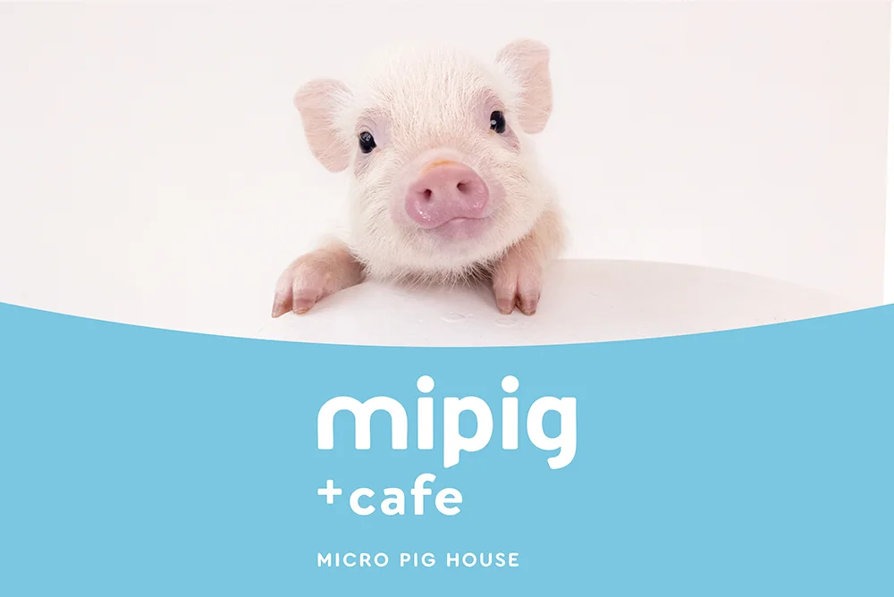 【mipig cafe 宇都宮インターパークビレッジ店】オープン予定のお知らせ