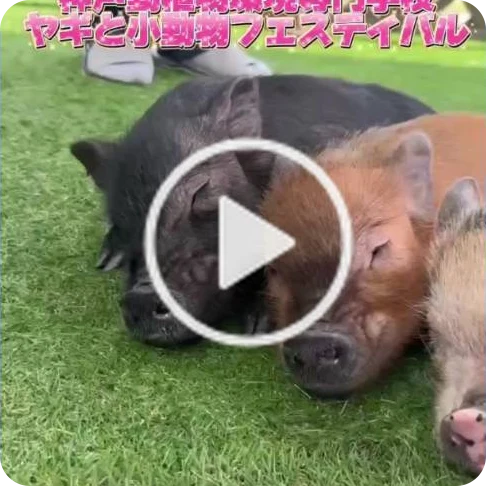 前回の様子はこちら