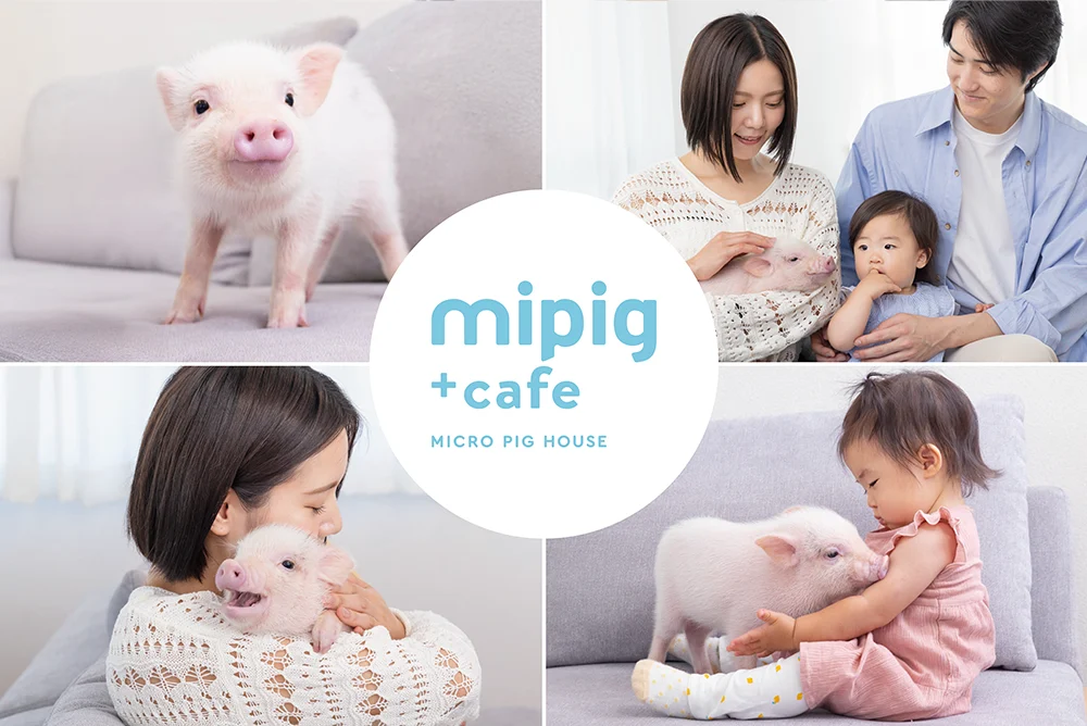 【mipig cafe イオンモール高岡店】4/24オープン、ご予約を開始いたしました。