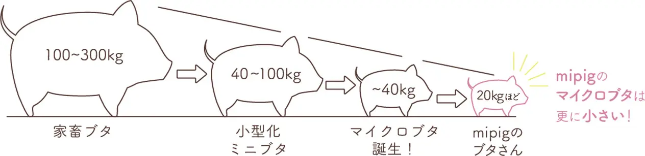 ブタさんのサイズ比較