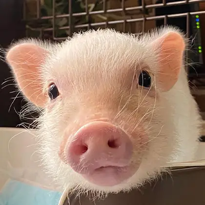 @randy_micropig_0115