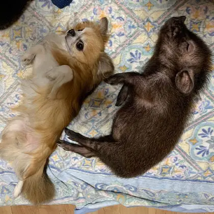 @chiko_micropig
