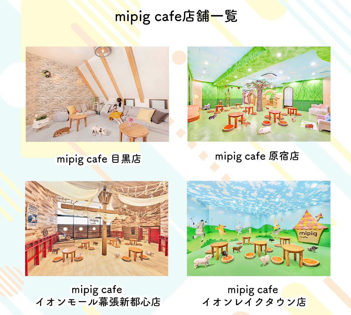 mipig cafe店舗一覧
