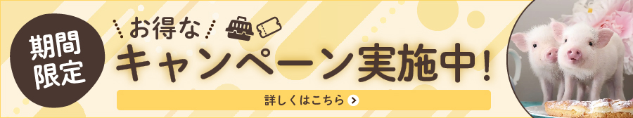 期間限定：お得なキャンペーン実施中！