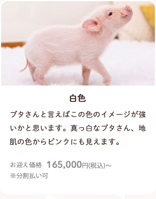 白色