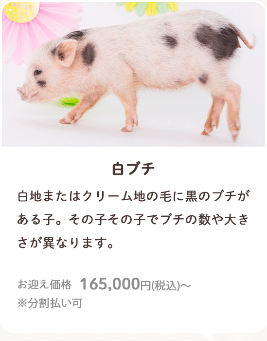 ブチ