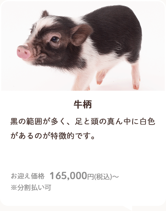 牛柄