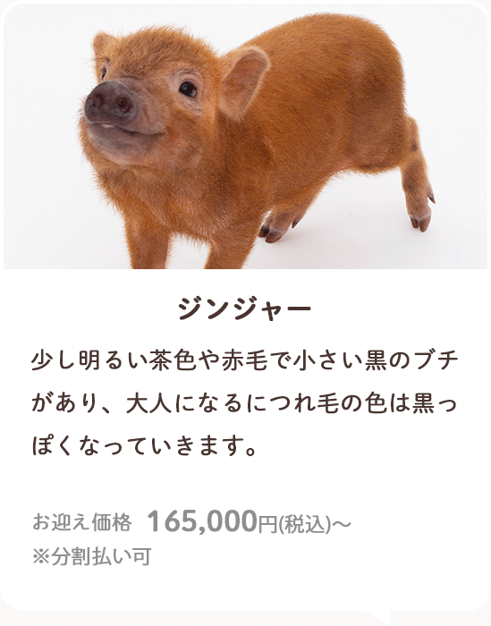 ジンジャー