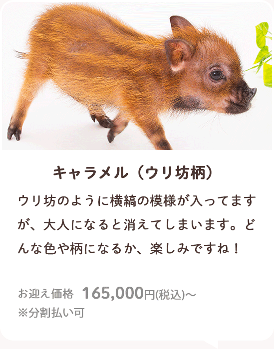 キャラメル（ウリ坊柄）