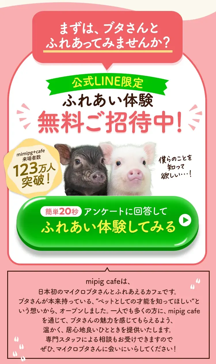 まずは、ブタさんとふれあってみませんか？公式LINE限定ふれあい体験無料ご招待中！【mipig cafe来場者数123万人突破！】mipig cafeは、日本初のマイクロブタさんとふれあえるカフェです。ブタさんが本来持っている、“ペットとしての才能を知ってほしい”という想いから、オープンしました。一人でも多くの方に、mipig cafeを通じて、ブタさんの魅力を感じてもらえるよう、温かく、居心地良いひとときを提供いたします。専門スタッフによる相談もお受けできますのでぜひ、マイクロブタさんに会いにいらしてください！
