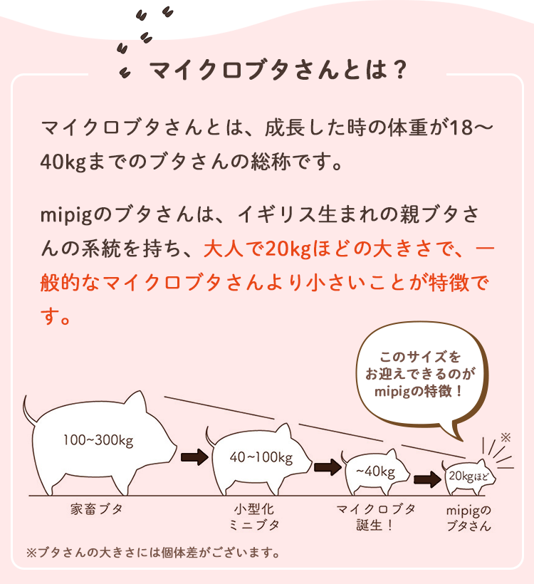 マイクロブタさんとは?
マイクロブタさんとは、成長した時の体重が18～40kgまでのブタさんの総称です。
mipigのブタさんは、イギリス生まれの親ブタさんの系統を持ち、大人で20kgほどの大きさで、
一般的なマイクロブタさんより小さいことが特徴です。
100～300kg：家畜ブタ
40～100kg：小型化ミニブタ
～40kg：マイクロブタ誕生!
20kgほど：mipigのブタさん