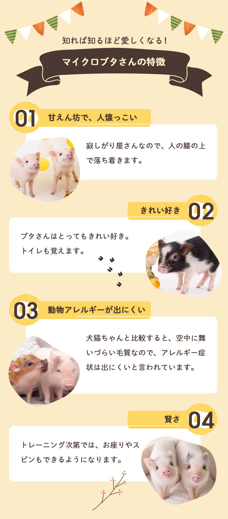 知れば知るほど愛しくなる!
マイクロブタさんの特徴
01 甘えん坊で、人懐っこい
寂しがり屋さんなので、人の膝の上 で落ち着きます。
孤独が苦手なので 長時間ひとりでいることはNGです。
きれい好き 02
ブタさんに臭いはなく、 トイレを覚えます。
03 動物アレルギーが出にくい
犬猫ちゃんと比較すると、毛が短く
抜けづらいので症状は出にくいと言われています。
賢さ 04
トレーニング次第では、お座りやスピンなどの芸ができます。