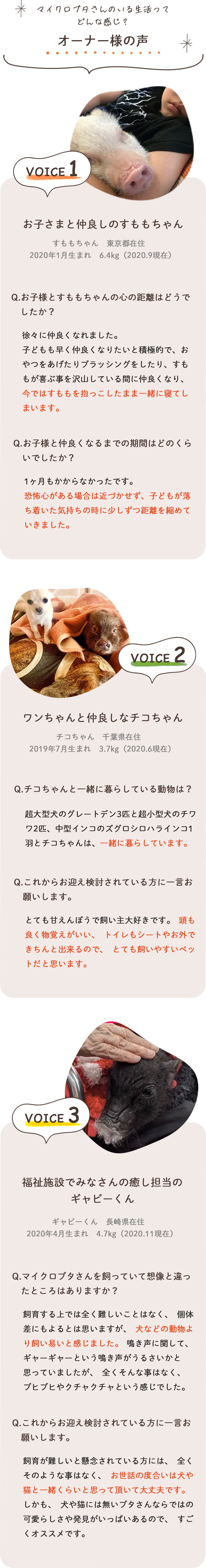 マイクロブタさんのいる生活ってどんな感じ?「オーナー様の声」
VOICE 1
お子さまと仲良しのすももちゃん
すももちゃん 東京都在住
2020年1月生まれ 6.4kg (2020.9現在)
Q. お子様とすももちゃんの心の距離はどうでしたか?
徐々に仲良くなれました。
子どもも早く仲良くなりたいと積極的で、おやつをあげたりブラッシングをしたり、 すももが喜ぶ事を沢山している間に仲良くなり、
今ではすももを抱っこしたまま一緒に寝てしまいます。
Q. お子様と仲良くなるまでの期間はどのくらいでしたか?
1ヶ月もかからなかったです。
恐怖心がある場合は近づかせず、子どもが落ち着いた気持ちの時に少しずつ距離を縮めて いきました。
VOICE 2
ワンちゃんと仲良しなチコちゃん
チコちゃん 千葉県在住
2019年7月生まれ 3.7kg (2020.6現在)
Q.チコちゃんと一緒に暮らしている動物は?
超大型犬のグレートデン3匹と超小型犬のチワ ワ2匹、 中型インコのズグロシロハラインコ 1 羽とチコちゃんは、一緒に暮らしています。
Q.これからお迎え検討されている方に一言お願いします。
とても甘えんぼうで飼い主大好きです。 頭も良く物覚えがいい、 トイレもシートやお外できちんと出来るので、とても飼いやすいペットだと思います。
VOICE 3
福祉施設でみなさんの癒し担当の
ギャビーくん
ギャビーくん 長崎県在住
2020年4月生まれ 4.7kg (2020.11現在)
Q. マイクロブタさんを飼っていて想像と違ったところはありますか?
飼育する上では全く難しいことはなく、 個体差にもよるとは思いますが、 犬などの動物より飼い易いと感じました。 鳴き声に関して、ギャーギャーという鳴き声がうるさいかと思っていましたが、 全くそんな事はなく、ブヒブヒやクチャクチャという感じでした。
Q.これからお迎え検討されている方に一言お願いします。
飼育が難しいと懸念されている方には、 全くそのような事はなく、 お世話の度合いは犬や猫と一緒くらいと思って頂いて大丈夫です。
しかも、 犬や猫には無いブタさんならではの可愛らしさや発見がいっぱいあるので、すご オススメです。

