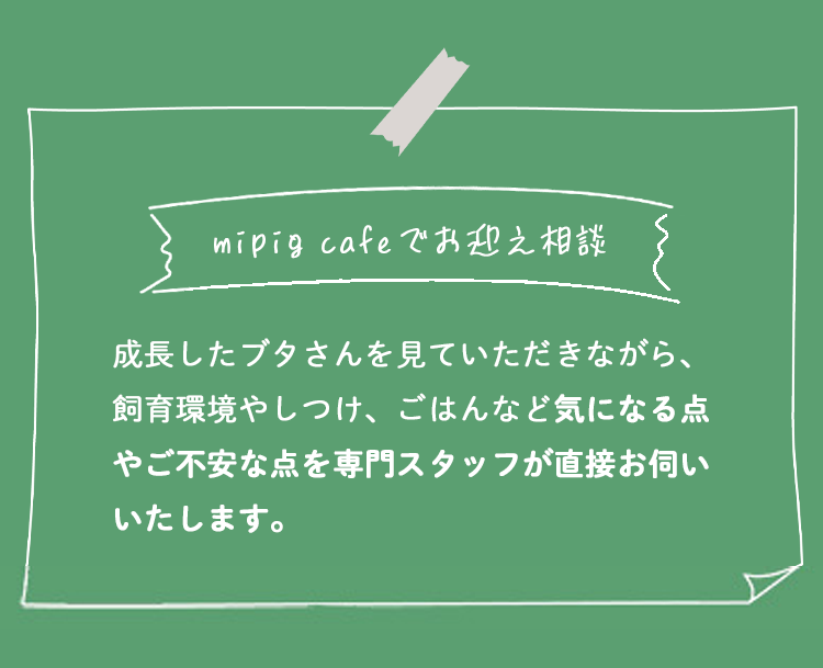 成長したブタさんを見ていただきながら、
飼育環境やしつけ、ごはんなど気になる点やご不安な点を専門スタッフが直接お伺いいたします。