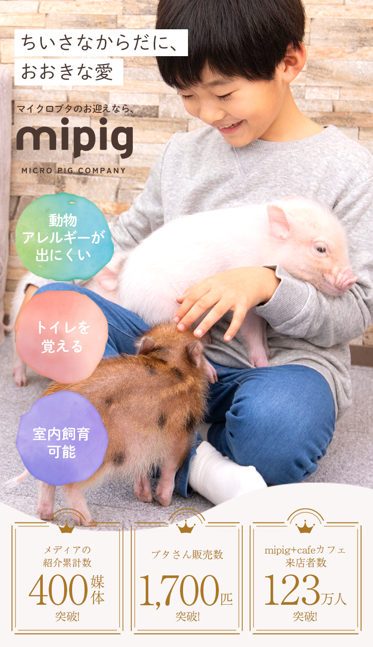 ちいさなからだに、おおきな愛
マイクロブタのお迎えなら、「mipig」 MICRO PIG FARM
動物アレルギーが出にくい・トイレを覚える・室內飼育可能
メディアの紹介累計数400媒体突破！
ブタさん販売数1,700匹突破！
mipig+cafeカフェ 来店者数123万人突破！